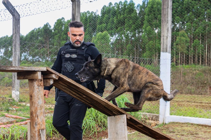 Mohoc: o Cãopeão da América do Sul