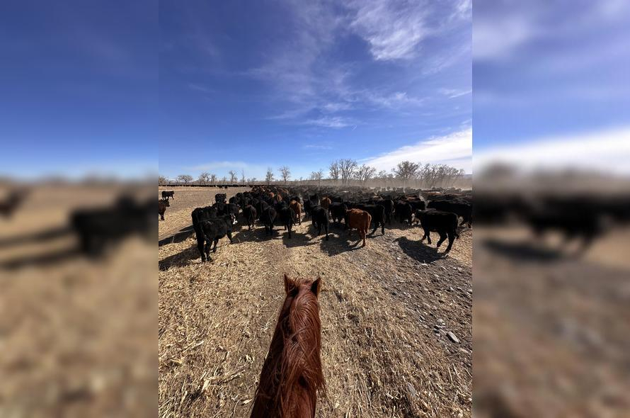 Rotina de pecuária no Wyoming
