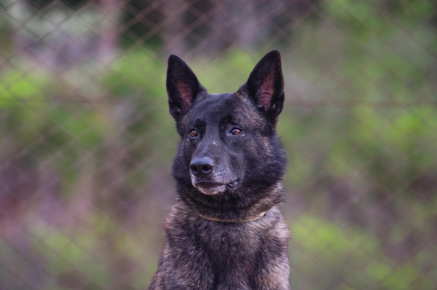 Mohoc: o Cãopeão da América do Sul