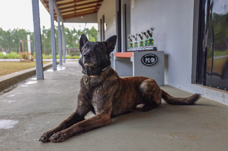 Mohoc: o Cãopeão da América do Sul